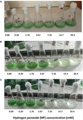 A Stochastic Characterization of Hydrogen Peroxide-Induced Regulated Cell Death in Microcystis aeruginosa